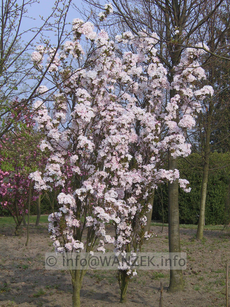 Prunus serrulata Amanogawa.JPG